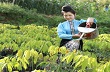 Cao-su xanh trên bản mới Mường La 